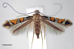 Philodoria succedanea