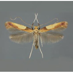 /filer/webapps/moths_gc/media/images/F/fribergensis_Caloptilia_Plant_2022_32b.jpg