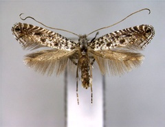 /filer/webapps/moths_gc/media/images/M/multimaculata_Parornix_A_EIHU.jpg