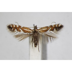 /filer/webapps/moths_gc/media/images/J/junoniella_Phyllonorycter_A_ZSM_3.jpg