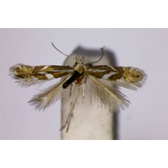 /filer/webapps/moths_gc/media/images/P/pomifoliella_Phyllonoycter_HT_BMNH.jpg