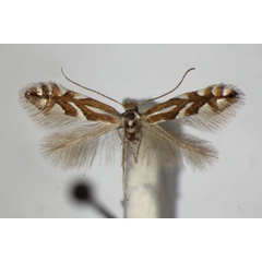 /filer/webapps/moths_gc/media/images/S/sorbi_Phyllonorycter_A_ZSM_3.jpg