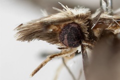 Adenogasteria leguminivora