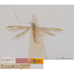 /filer/webapps/moths_gc/media/images/A/argyrosema_Acrocercops_HT_ANIC.jpg