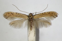 Sabulopteryx limosella