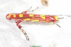 Macarostola eugeniella