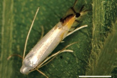 Phyllocnistis indistincta