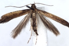 Caloptilia azaleella