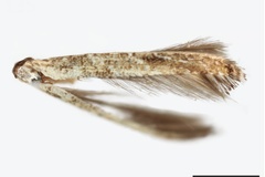 Chilocampyla psidiella