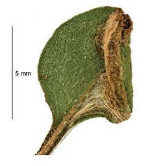 /filer/webapps/moths_gc/media/images/B/botanica_Sabulopteryx_mine_Hoare-et-al_2019_51.jpg