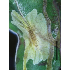 /filer/webapps/moths_gc/media/images/C/corni_Cameraria_mine6_Sawada-etal_2024_189.jpg