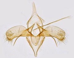 /filer/webapps/moths_gc/media/images/C/coryli_Phyllonorycter_GM_Hall.jpg