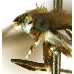 /filer/webapps/moths_gc/media/images/D/desmodiella_Liocrobyla_M1_head2_ANIC.jpg