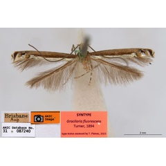 /filer/webapps/moths_gc/media/images/F/fluorescens_Acrocercops_ST3_ANIC.jpg