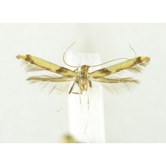 /filer/webapps/moths_gc/media/images/R/rjabovi_Caloptilia_A_NHMO.jpg