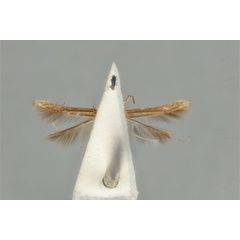 /filer/webapps/moths_gc/media/images/M/maculosa_Cuphodes_PLT_ANIC31-053583_ventral.jpg