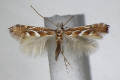 Phyllonorycter troodi