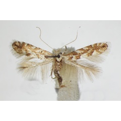 /filer/webapps/moths_gc/media/images/A/apparella_Phyllonorycter_A_ZSM_4.jpg