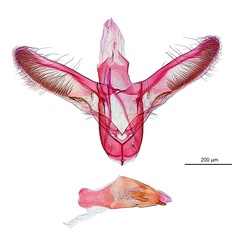 /filer/webapps/moths_gc/media/images/B/breynella_Diphtheroptila_PT4_GM_ANIC.jpg