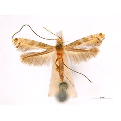 /filer/webapps/moths_gc/media/images/P/panconita_Murwillumba_PT_A100_ANIC_Ng52z1r.jpg
