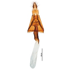 /filer/webapps/moths_gc/media/images/S/salicifoliella_Micrurapteryx_GF_Kirichenko-et-al_2016_121_48.jpg