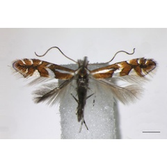 /filer/webapps/moths_gc/media/images/M/mespilella_Phyllonorycter_A_BMNH.jpg
