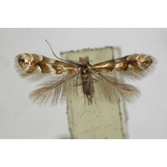 /filer/webapps/moths_gc/media/images/D/dubitella_Phyllonorycter_A_ZSM_2.jpg