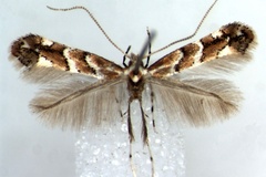 Cameraria torridella