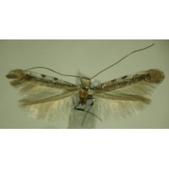 /filer/webapps/moths_gc/media/images/V/verecunda_Caloptilia_HT_ZMBH.jpg