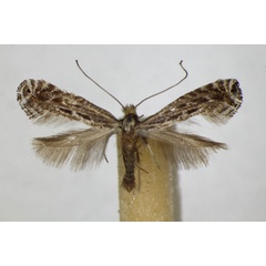 /filer/webapps/moths_gc/media/images/T/torquillella_Parornix_A_ZSM_2.jpg