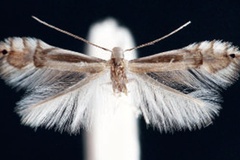 Phyllocnistis saligna