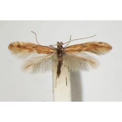 /filer/webapps/moths_gc/media/images/T/triflorella_Phyllonorycter_A_ZSM_3.jpg