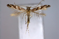 Cameraria virgulata