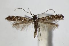 Parectopa ononidis