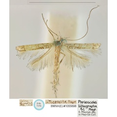 /filer/webapps/moths_gc/media/images/L/lithographa_Cuphodes_LT_BMNH_1055698.jpg