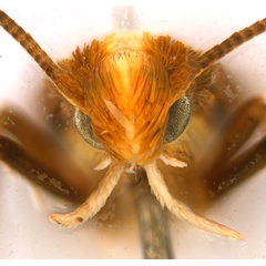 /filer/webapps/moths_gc/media/images/G/gunniella_Neurostrota_A10_head1_ANIC.jpg