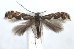 Phyllonorycter strigulatella