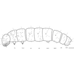 /filer/webapps/moths_gc/media/images/U/universitaria_Vallissiana_larva_Pereira-et-al_2019_150.jpg