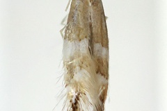 Phyllonorycter daehana