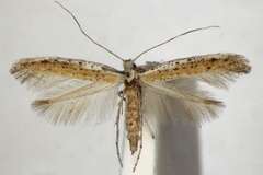 Aspilapteryx anagensis