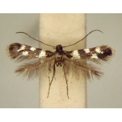 /filer/webapps/moths_gc/media/images/A/argyrocelis_Metriochroa_PT_TMSA6337.jpg