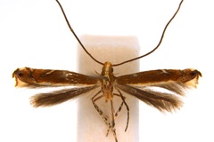 Neurostrota gunniella