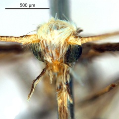 /filer/webapps/moths_gc/media/images/P/philippa_Epicephala_PT8_head1_ANIC.jpg