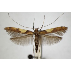 /filer/webapps/moths_gc/media/images/F/falconipennella_Caloptilia_A_ZSM_3.jpg