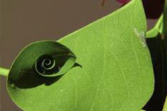 Caloptilia triadicae