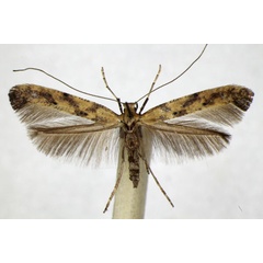 /filer/webapps/moths_gc/media/images/P/populetorum_Caloptilia_A_ZSM_2.jpg