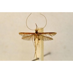 /filer/webapps/moths_gc/media/images/I/iophanes_Caloptilia_HT_BMNH(E)-1324979.jpg