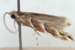 Cameraria obliquifascia