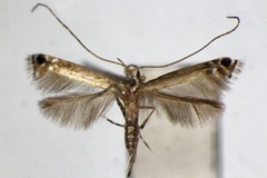 Melanocercops ficuvorella