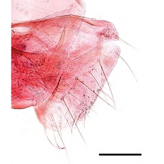 /filer/webapps/moths_gc/media/images/X/xanrhopharella_Caloptilia_AF_RMNH.INS.25558_GF_pap-anales_Guiguet-et-al_123.jpg